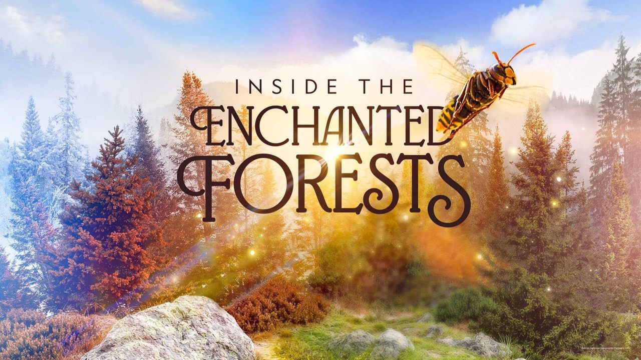 Inside the Enchanted Forests