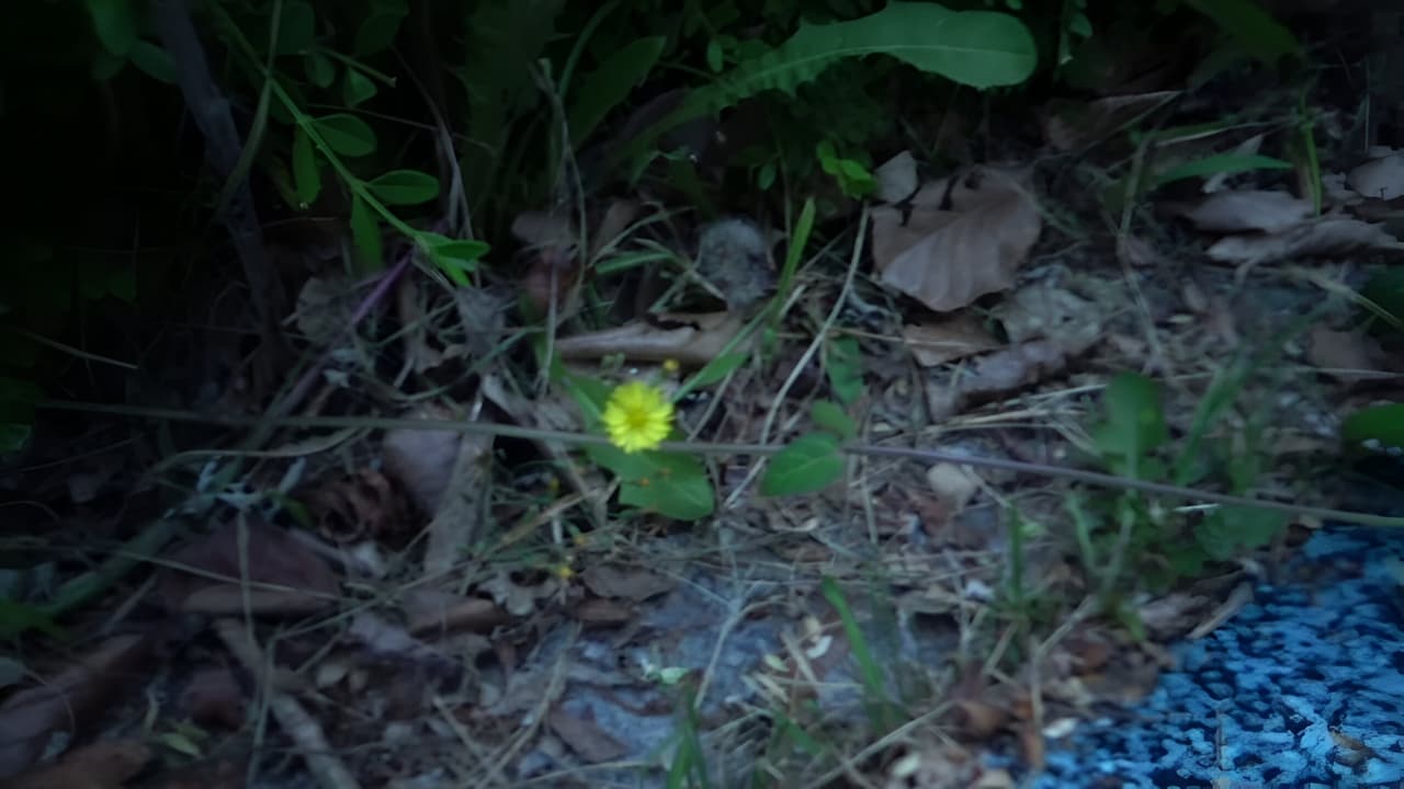 Small Flower