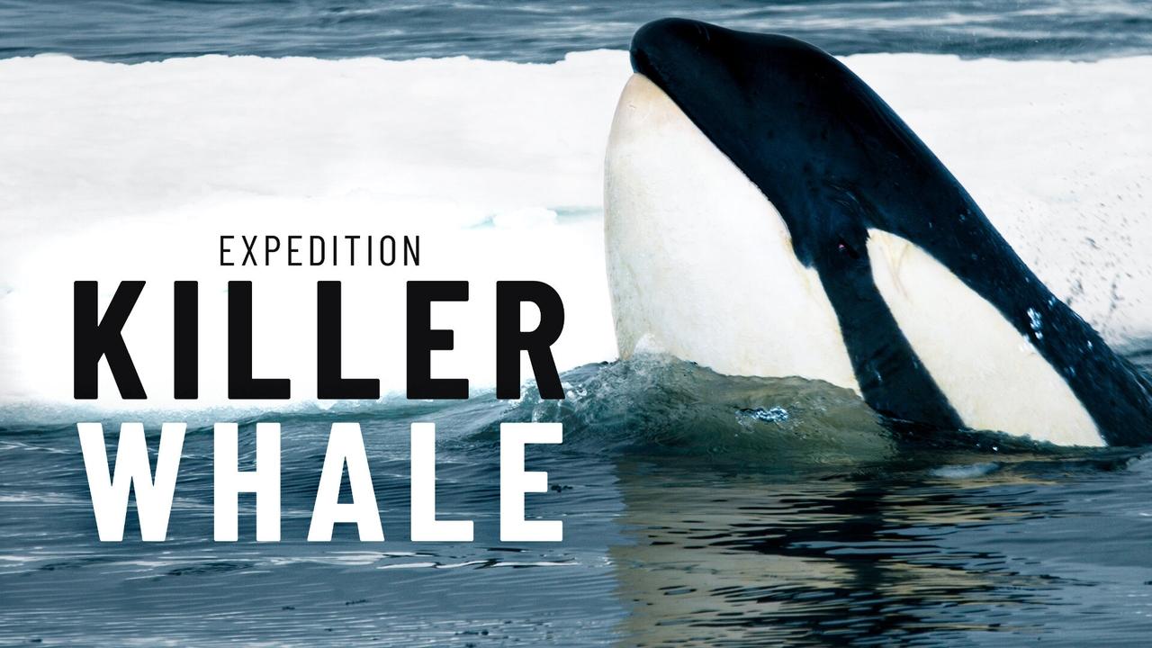 Expedition Killer Whale