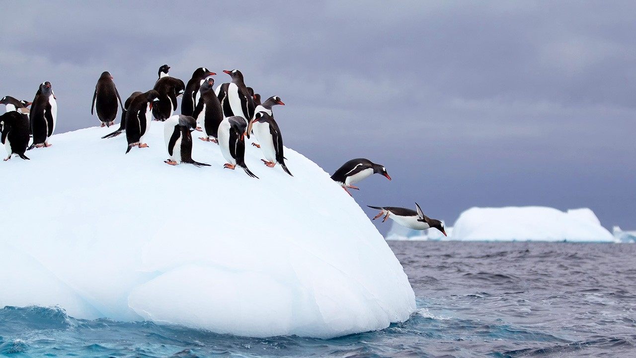 Wild Antarctica