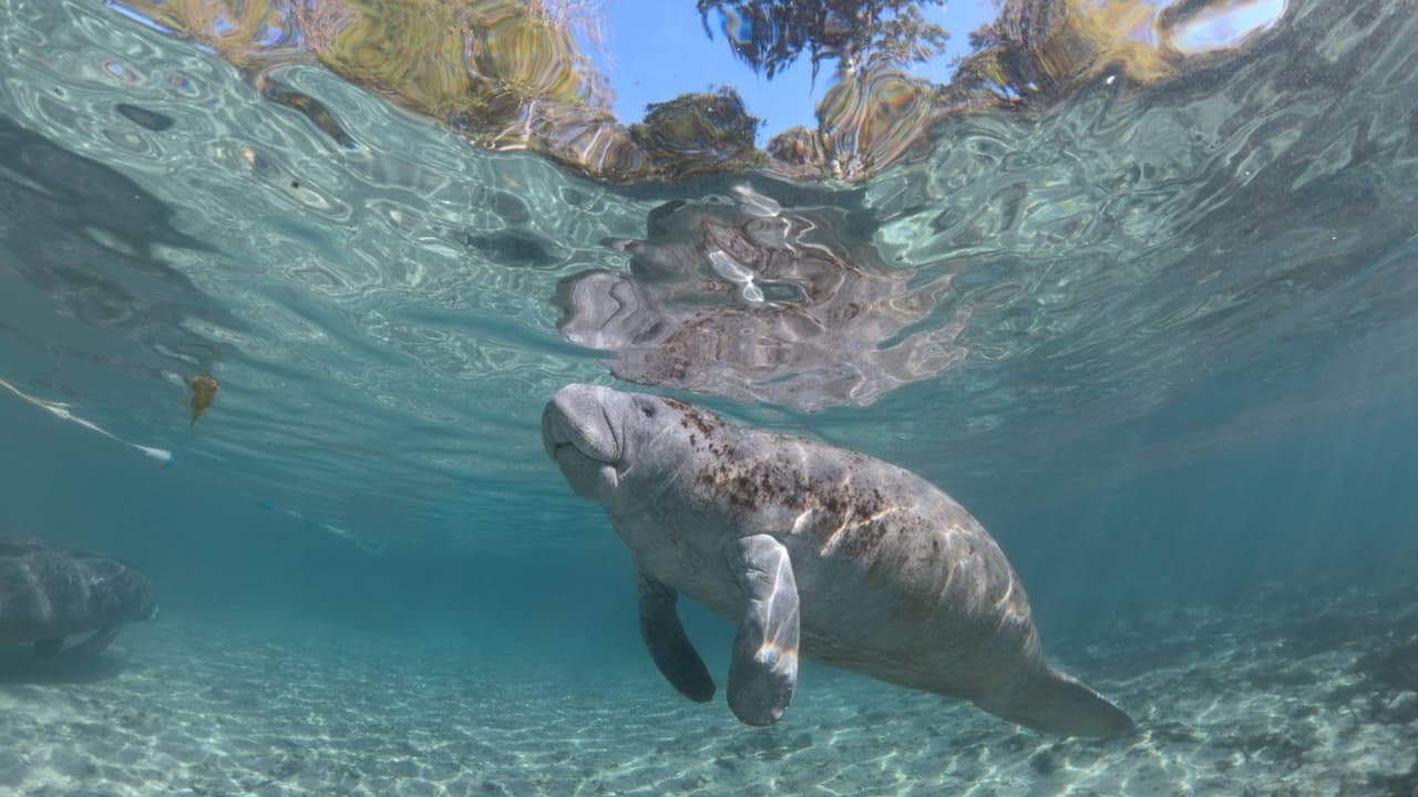 Hamilton's Journey - Manatees in a New Light