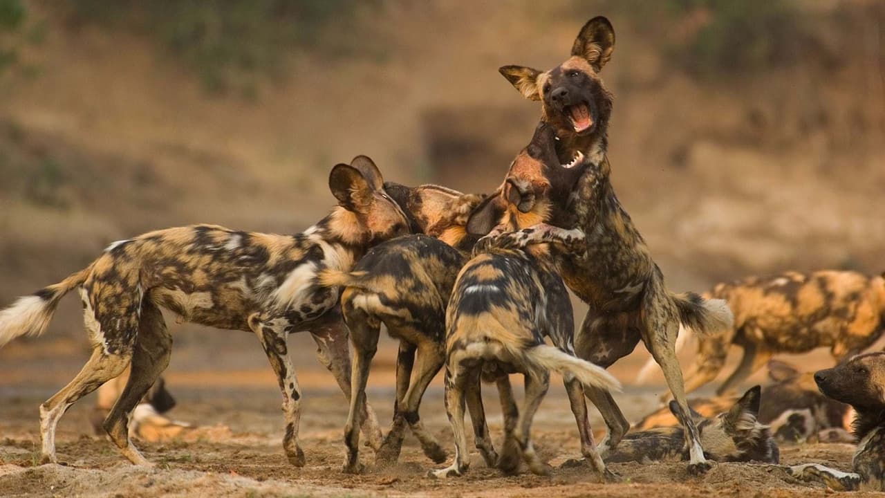 Wild Dogs: Running with the Pack