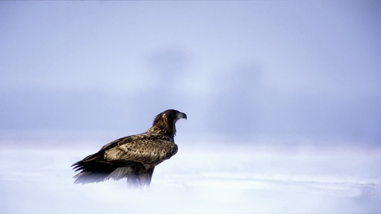 Eagles: Queen of the Skies