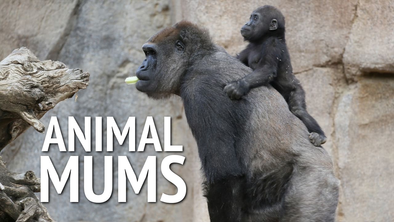 Animal Mums