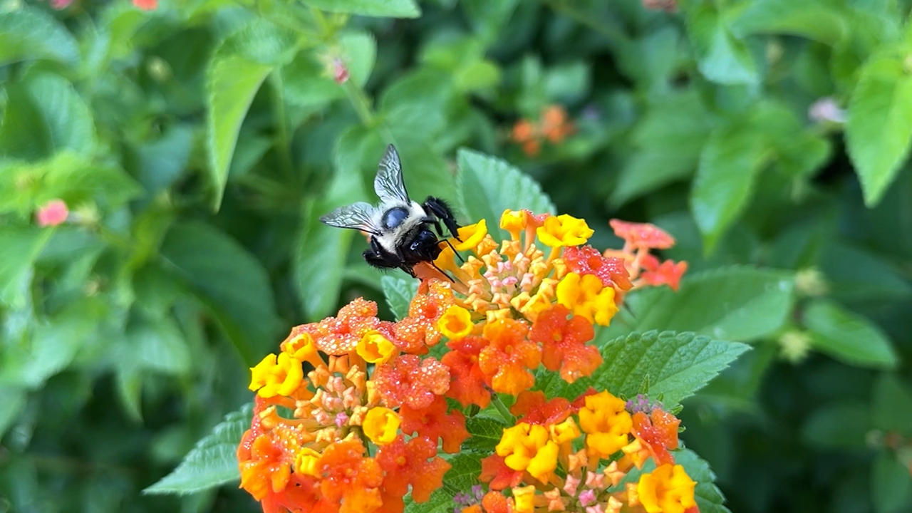 The Last Bumblebee