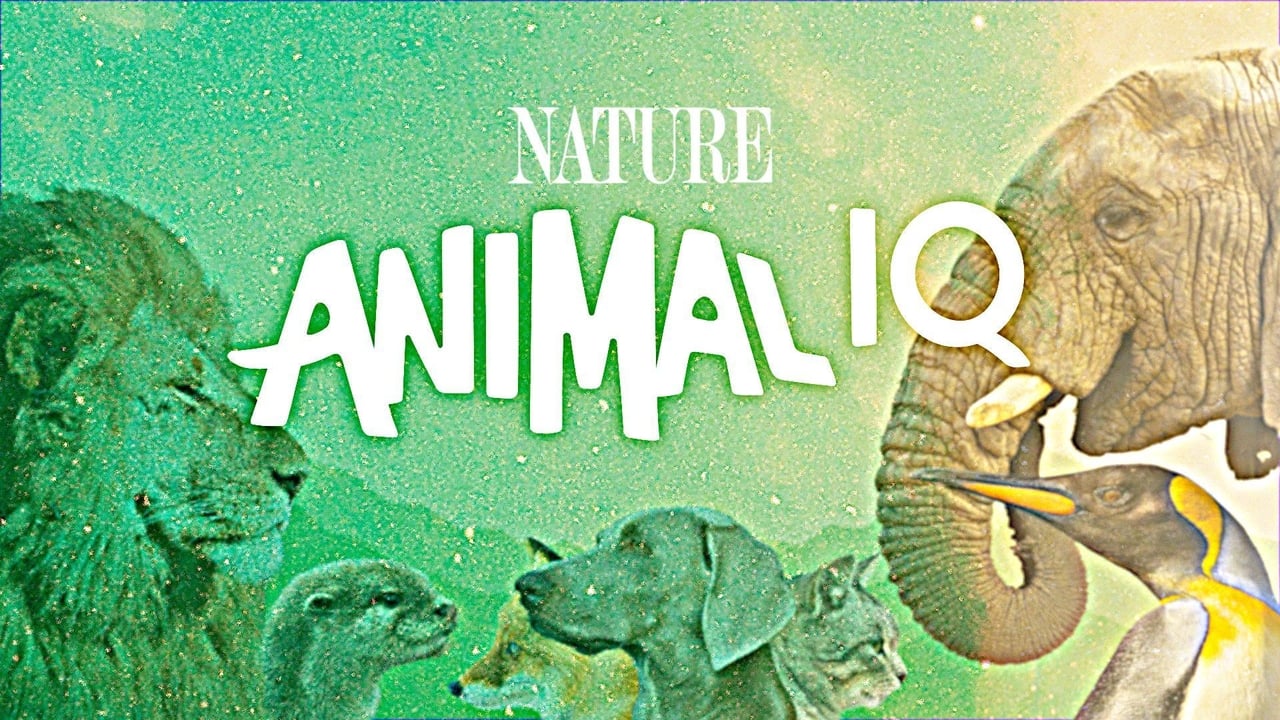 Animal IQ