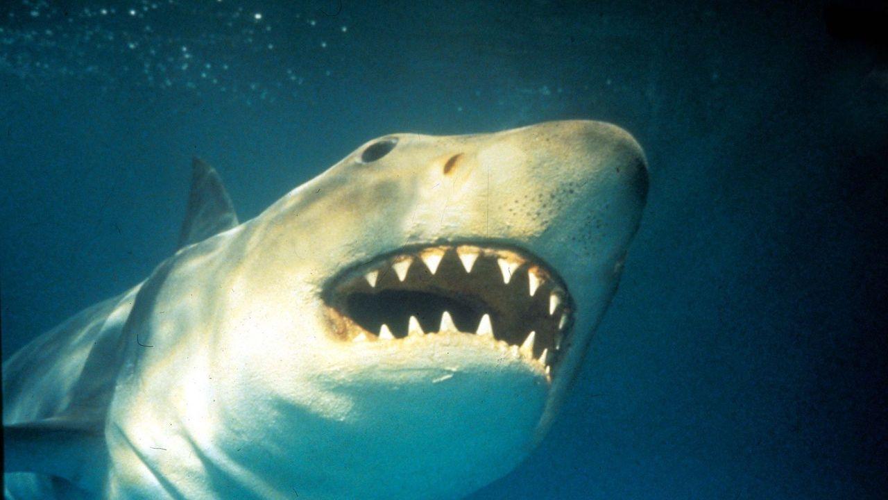 Shark Terror: The Real Jaws