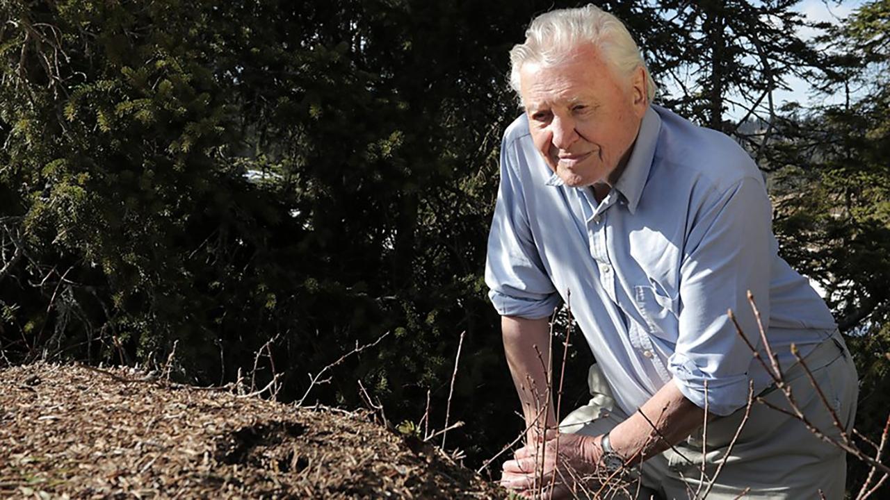 Attenborough and the Empire of the Ants