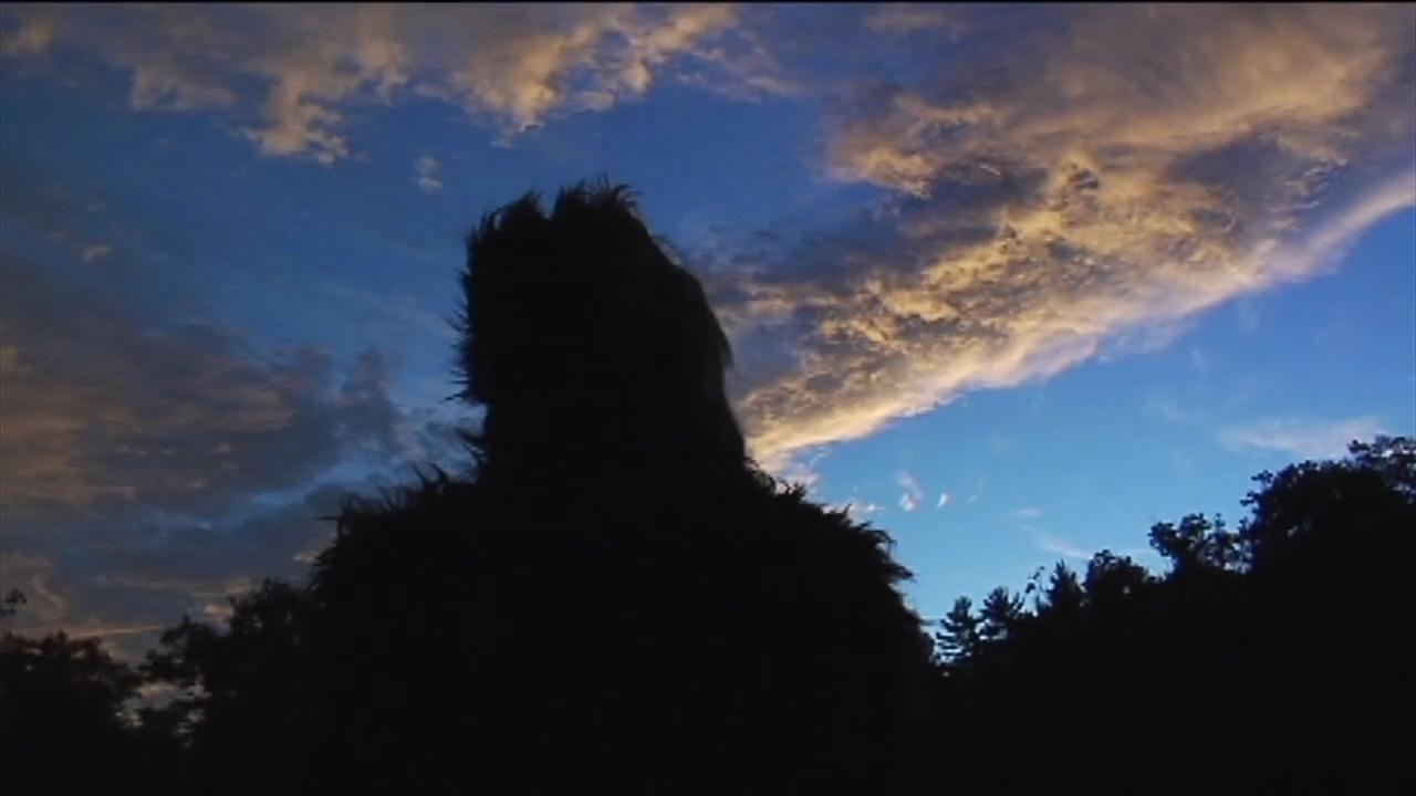 The Bigfoot Diaries