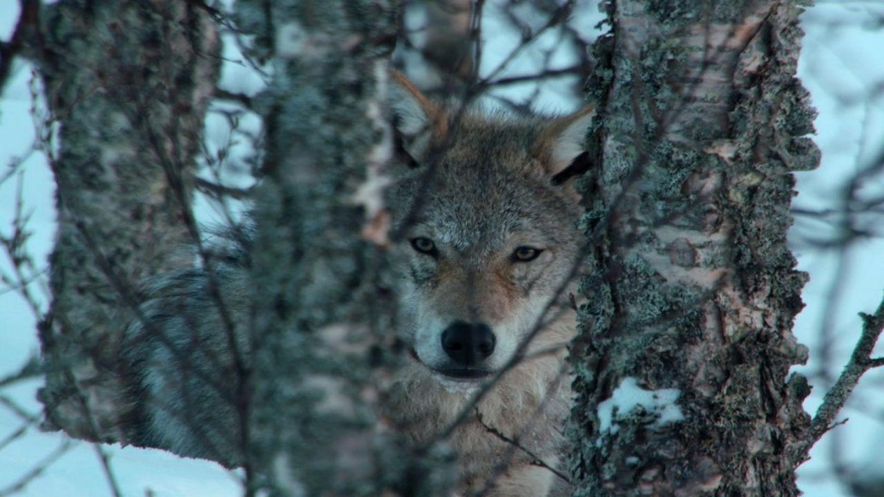 Europe's Great Wilderness