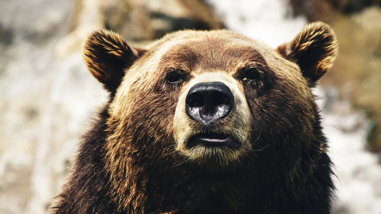 Cocaine Bear vs. Batman
