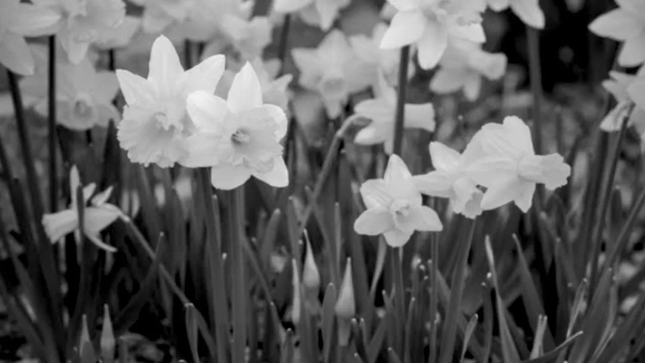 narcissus