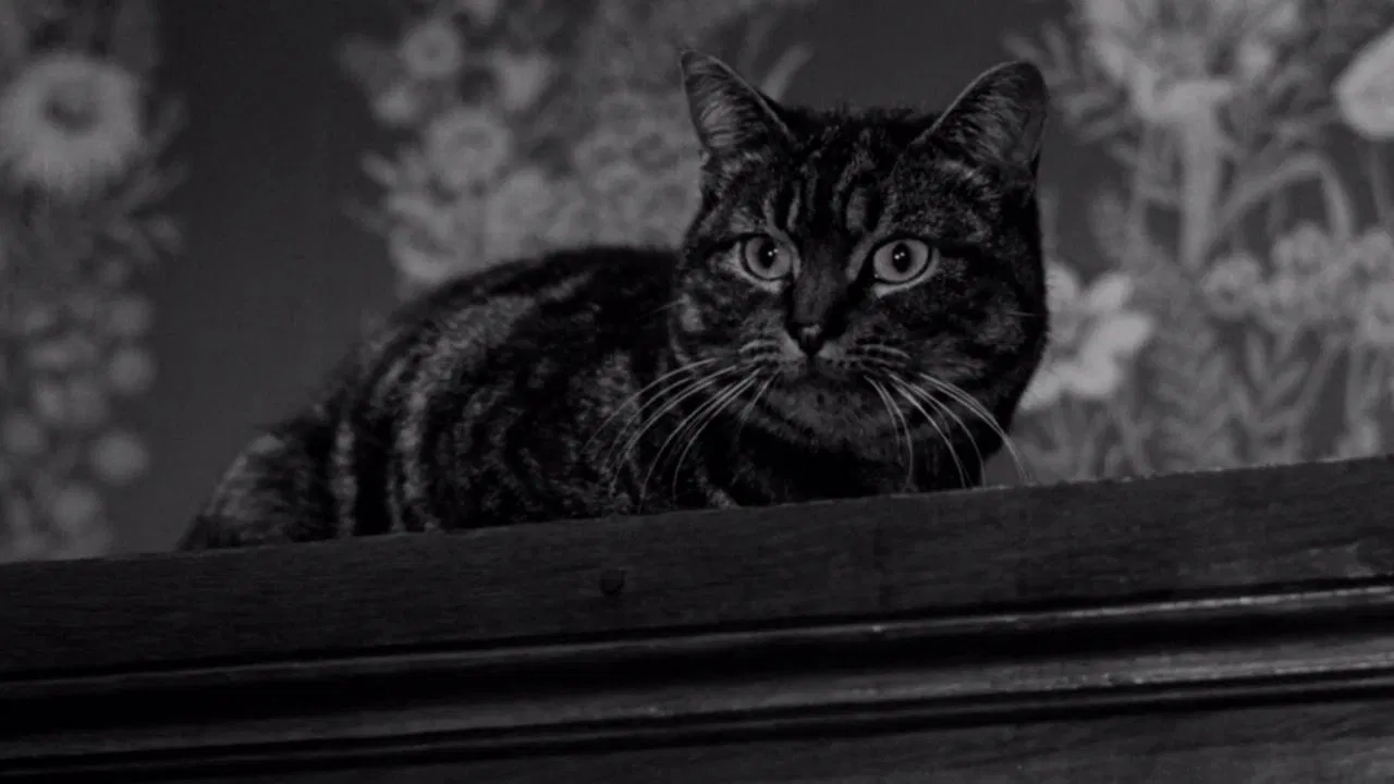 The Shadow of the Cat