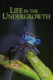 Watch Life in the Undergrowth