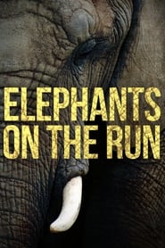 Watch Elephants on the Run