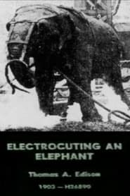 Watch Electrocuting an Elephant