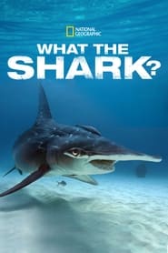 Watch What the Shark?