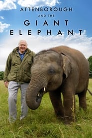 Watch Attenborough and the Giant Elephant