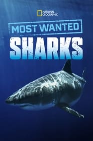 Watch Most Wanted Sharks