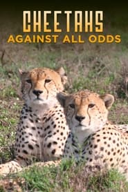Watch Cheetahs Against All Odds