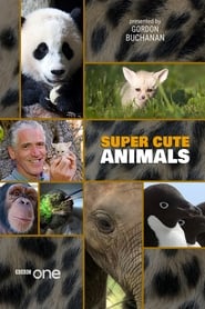 Watch Super Cute Animals