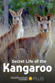 Watch Secret Life of the Kangaroo