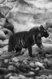 Watch Wandering Tigers in North India