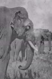 Watch Land of the Elephants