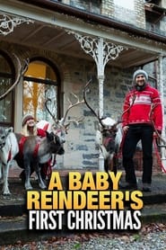 Watch A Baby Reindeer's First Christmas