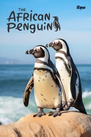 Watch The African Penguin