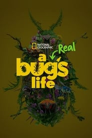 Watch A Real Bug's Life