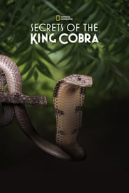 Watch Secrets of the King Cobra