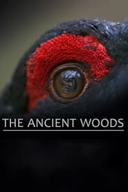 Watch The Ancient Woods