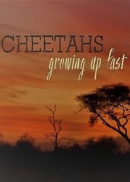 Watch Cheetahs: Growing Up Fast