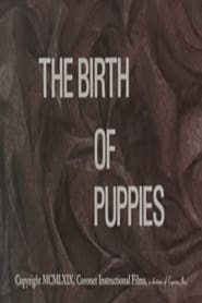 Watch The Birth of Puppies