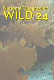 Watch Wild 24