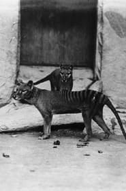 Watch Thylacine Film