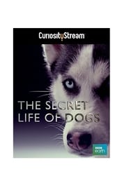 Watch The Secret Life of Dogs