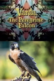 Watch Varda, the Peregrine Falcon