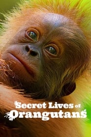 Watch Secret Lives of Orangutans