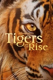 Watch Tigers on the Rise