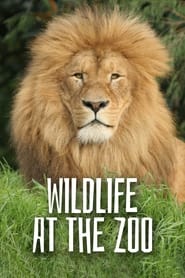 Watch Wild Life At The Zoo