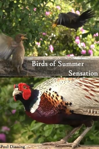 Birds of Summer Sensation