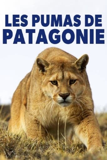 Les pumas de Patagonie