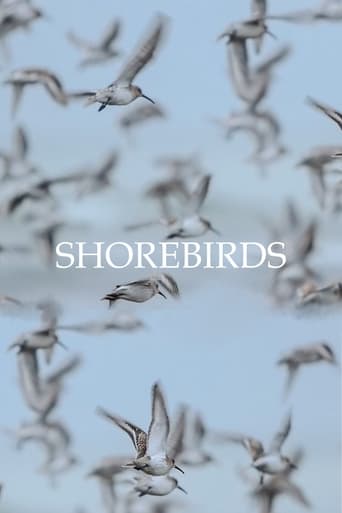 Watch Shorebirds
