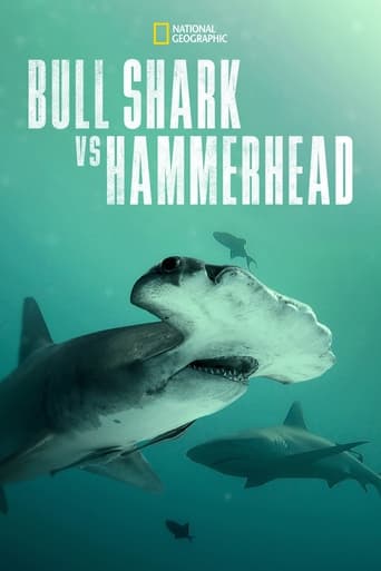 Watch Bull Shark vs. Hammerhead
