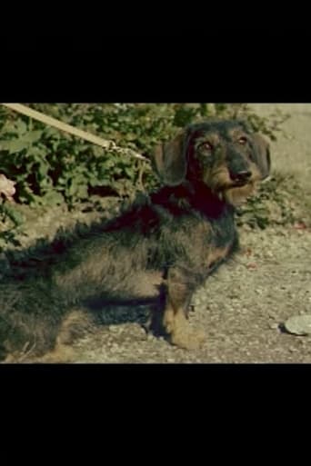 A Short Film About a Dachshund