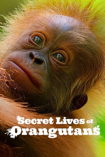 Watch Secret Lives of Orangutans