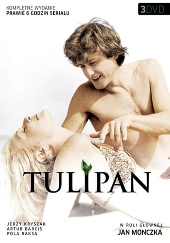 Tulipan