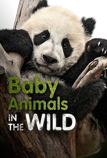 Watch Baby Animals In The Wild